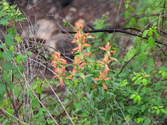 Castilleja nelsonii