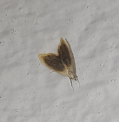 Glaphyria fulminalis