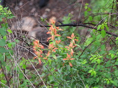 Castilleja nelsonii