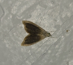 Glaphyria fulminalis