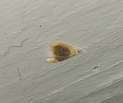 Glaphyria fulminalis