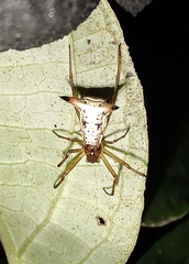 Micrathena sanctispiritus