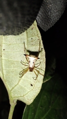 Micrathena sanctispiritus