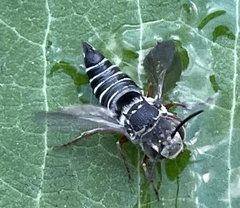 Coelioxys octodentatus