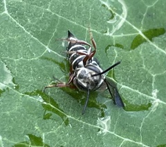 Coelioxys octodentatus