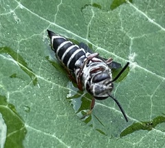 Coelioxys octodentatus