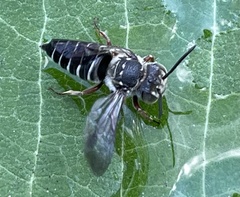 Coelioxys octodentatus