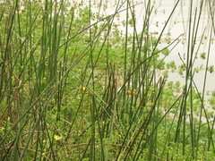 Pseudocolopteryx acutipennis