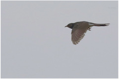 Cacomantis passerinus