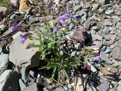 Penstemon lyallii