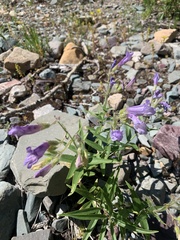 Penstemon lyallii