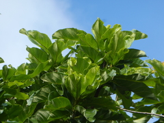 Deplanchea tetraphylla