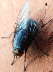 Calliphora uralensis