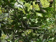 Deplanchea tetraphylla