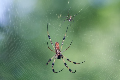 Golden Silk Spider photo 3