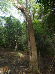 Deplanchea tetraphylla