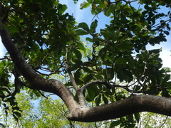 Deplanchea tetraphylla