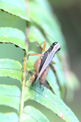 Orphulella concinnula