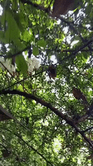 Papilio rumanzovia
