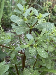 Portulaca oleracea