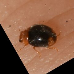 Diomus roseicollis