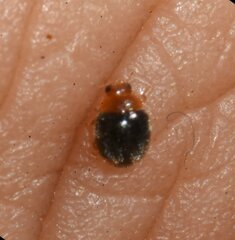 Diomus roseicollis