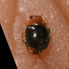 Diomus roseicollis