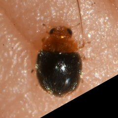 Diomus roseicollis