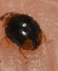 Diomus roseicollis