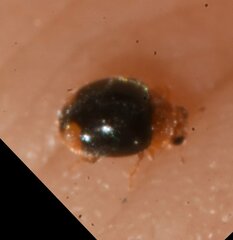 Diomus roseicollis
