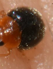 Diomus roseicollis