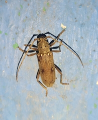 Eburia mutica