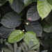 Coussarea platyphylla - Photo (c) demianlescano, vissa rättigheter förbehållna (CC BY-NC), uppladdad av demianlescano