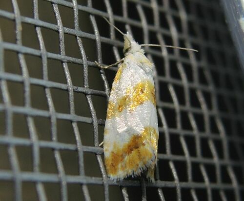 Phtheochroa procerana