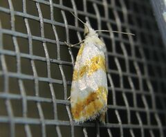 Phtheochroa procerana
