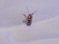 Cryptocephalus leucomelas