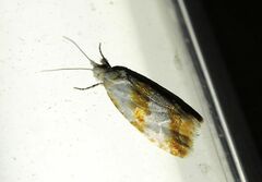 Phtheochroa procerana