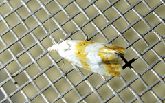Phtheochroa procerana
