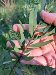 Acacia prominens
