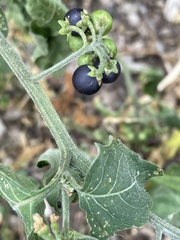 Solanum nigrum