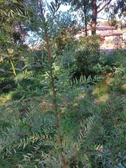 Acacia prominens