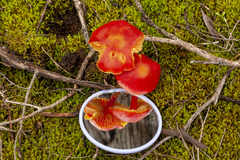 Hygrocybe polychroma