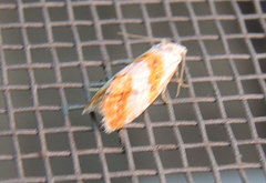 Phtheochroa procerana