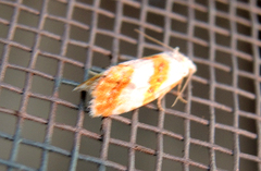 Phtheochroa procerana
