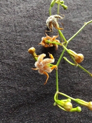 Echites woodsonianus