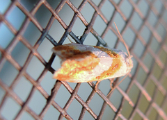 Phtheochroa procerana