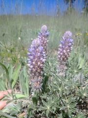 Lupinus lepidus ashlandensis