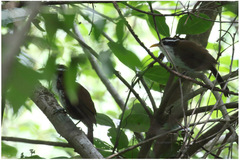 Pomatorhinus melanurus