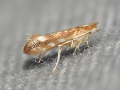 Cremastobombycia