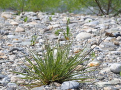 Ixeris tamagawaensis